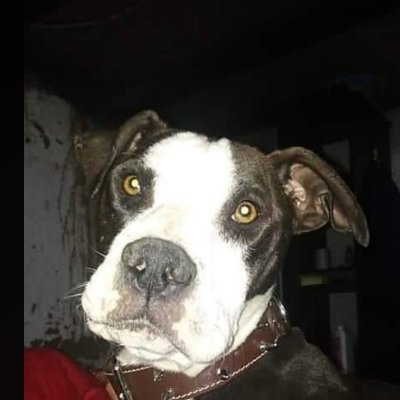 Profile Picture of Donato Virgilio González Macedo (@DonatoVirgilio) on Twitter