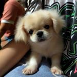 Profile Picture of Cess alonzo (@smallycessie) on Instagram