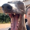Profile Picture of 🅰️🅱️🅾️🅱️🅰️ (@crysigman) on Tiktok