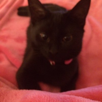 Profile Picture of Shyloh (@Lisanesci2) on Twitter