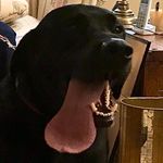 Profile Picture of Brian Archibald (@brian.archibald.12) on Instagram