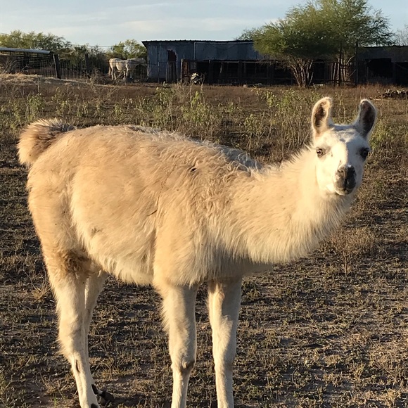 Profile Picture of Robin Carstensen (@shaktillama) on Poshmark