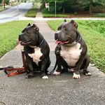 Profile Picture of Frank and Susie Cooke (@2bluebullies) on Instagram