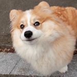 Profile Picture of Kevin Fusco (@fozzywigg) on Instagram