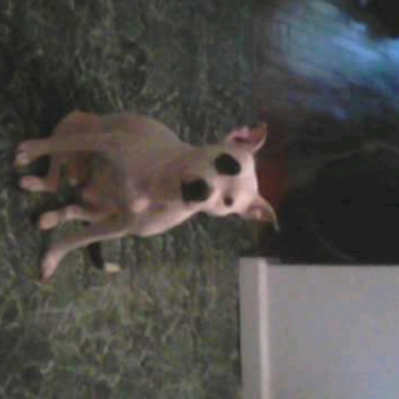 Profile Picture of Thea Traynum (@michiganmom1) on Poshmark