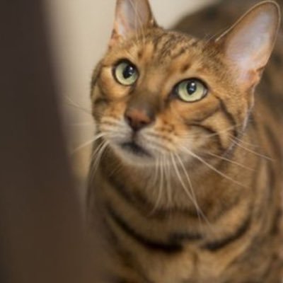 Profile Picture of Annette Jeffrey (@AnnetteJeffrey1) on Twitter