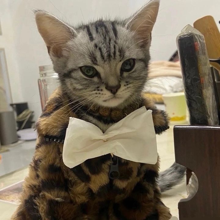 Thør Jorgensøn - Tiktok Profile Picture of Thør Jorgensøn (@thorjorgenson) on Tiktok