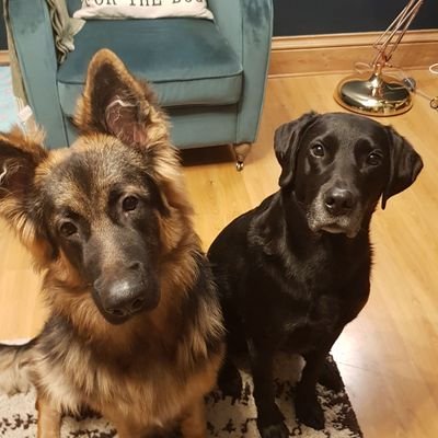 Profile Picture of Lisa Barclay (@LisaBluBear) on Twitter