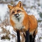 Profile Picture of Julia Rohan (@rohanjulia) on Instagram