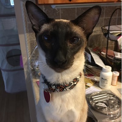 Profile Picture of Arnold Walker (@lliteflyer) on Twitter