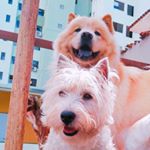 Profile Picture of Toni. Cindy. Pandora 🐶 (@toni.cindy) on Instagram