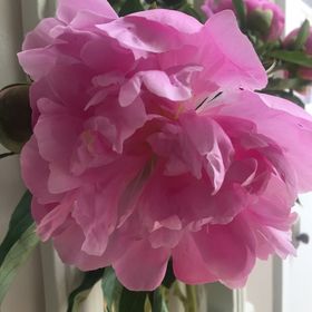 Profile Picture of Christine Kehoe (@cpk415) on Pinterest