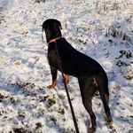 Profile Picture of Danilo Wehrmann (@dani_xd_bwn_) on Instagram