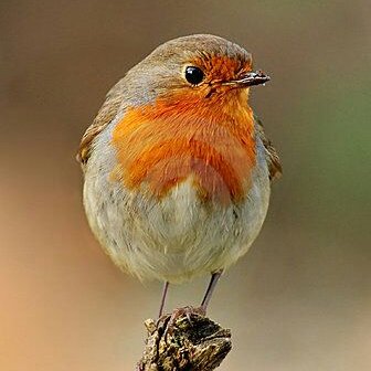 Profile Picture of Mike Harrow (@JeremiahBoogle) on Twitter