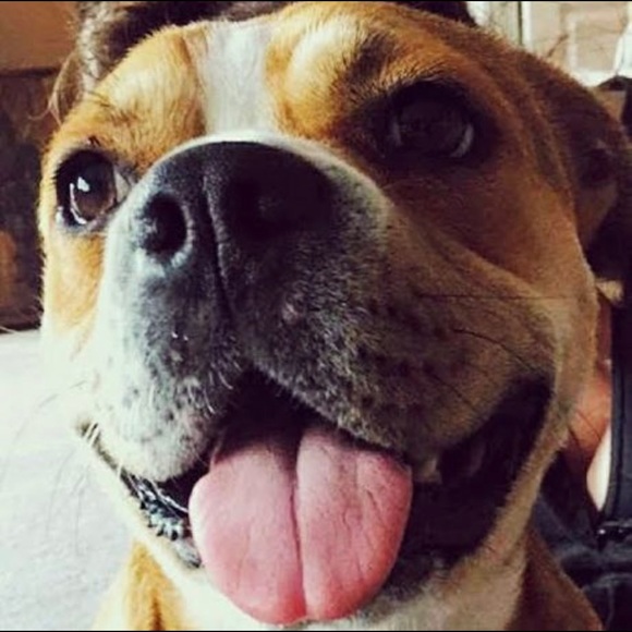 Profile Picture of Amy Higgins (@amyhiggins295) on Poshmark