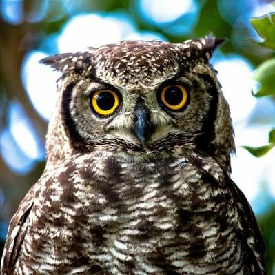 Profile Picture of Steven Semler (@StevenSemler1) on Twitter