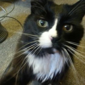 Profile Picture of Jade-River French (@jaderiverf) on Pinterest