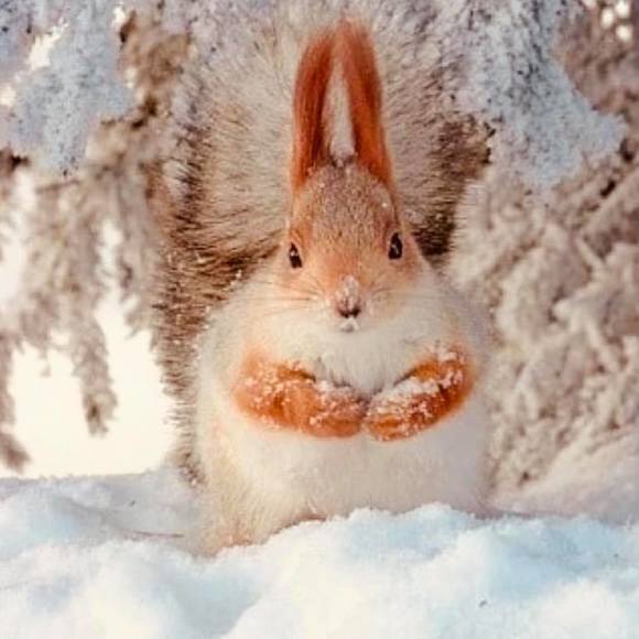 Profile Picture of Laura Roy (@lhroy1984) on Poshmark