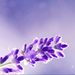 Profile Picture of Rosela Neufeld (@roselaneufeld) on Pinterest