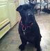 Profile Picture of Chloe SharPei (@chloe.sharpei) on Facebook