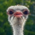 Profile Picture of Joel Sherman (@joel.sherman.0ffical) on Instagram