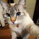 Profile Picture of Faris Akmal (@shijimi.mike) on Instagram