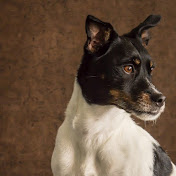 Profile Picture of Doug Welch PAWS Training (@dougwelch5237) on Youtube