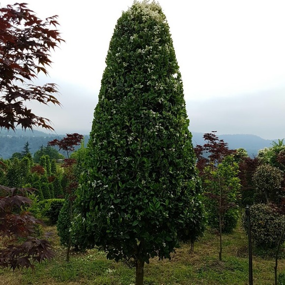 Profile Picture of Sara Faraji (@6161ssf) on Poshmark