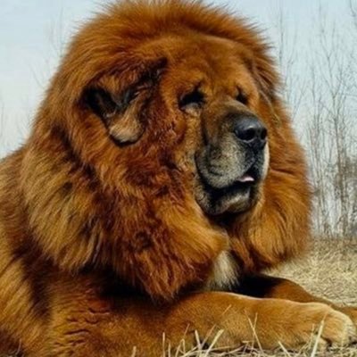 Profile Picture of Leo Olvera (@Leolverapan) on Twitter
