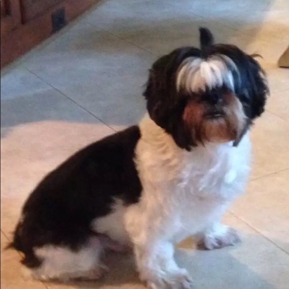 Profile Picture of Ghazal Oraee (@gmoraee) on Poshmark