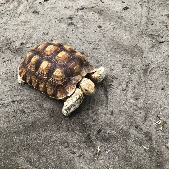 Profile Picture of Aj Hayes (@littlebit986) on Poshmark