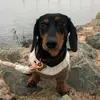 Profile Picture of Cheeto & Chai (@cheetoandchai) on Tiktok