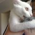 Profile Picture of Weiskopf Cat (@weiskopf.cat) on Facebook