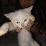 Profile Picture of Gemino Amistoso Mark (@Gemino-Amistoso-Mark) on Facebook