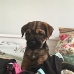 Profile Picture of Essie The Border Terrier (@border_terrierpup) on Instagram
