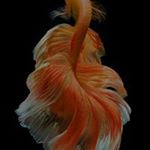 Ahmed Diriye - Instagram Profile Picture of Ahmed Diriye (@a_diriye) on Instagram