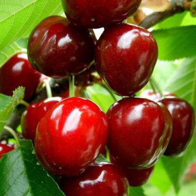 Profile Picture of Mohammad Agha (@mohammadagha5) on Twitter