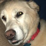 Profile Picture of Mac Chapman (@macwalksdogs) on Instagram