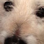 Profile Picture of Jo Dawkins (@dawkins.jo) on Instagram