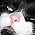 Profile Picture of Jesse D. Martin (@squidman21) on Flickr