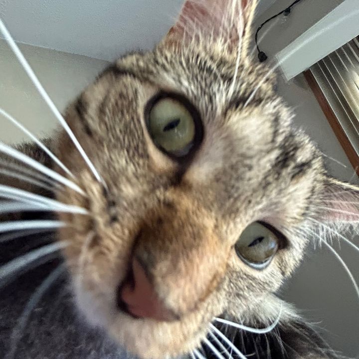 Profile Picture of Trista Fulton (@tristafulton) on Tiktok