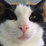 Profile Picture of Blake Otto (@bottodesign) on Instagram