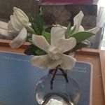 Profile Picture of Beth Capps (@scnightowl) on Instagram