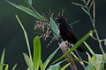 Profile Picture of Pale-eyed blackbirdon Wikipedia