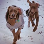 Profile Picture of Larry & Lloyd (@larrylloydshow) on Instagram