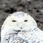 Profile Picture of Tam Mulcahy (@tammy_mulcahy) on Instagram