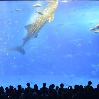 Profile Picture of TAEK CHOI (@TAEKCHOI1) on Twitter