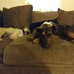 Profile Picture of Chief, Dottie, Quito, & Quinn (@the.mcphersonpack) on Instagram