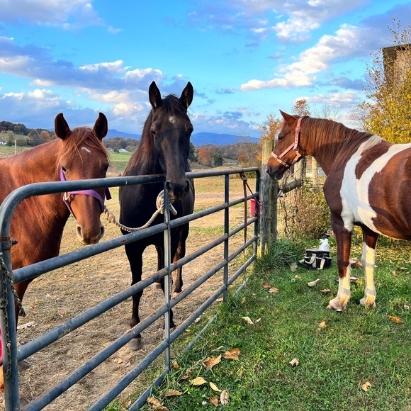 Profile Picture of Lori Blevins (@lsblevins55) on Poshmark