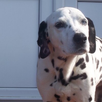 Profile Picture of Dawn Carla Gillies (@DawnCarlaGillie) on Twitter